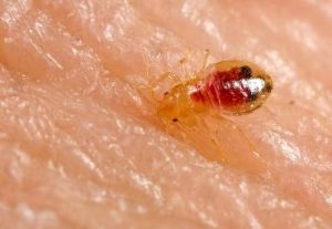 heat treatment for bed bugs
