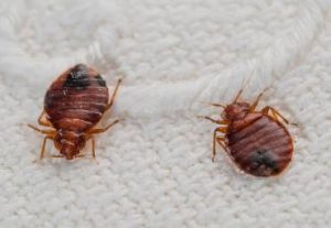 #1 Bed Bug Exterminator NYC 