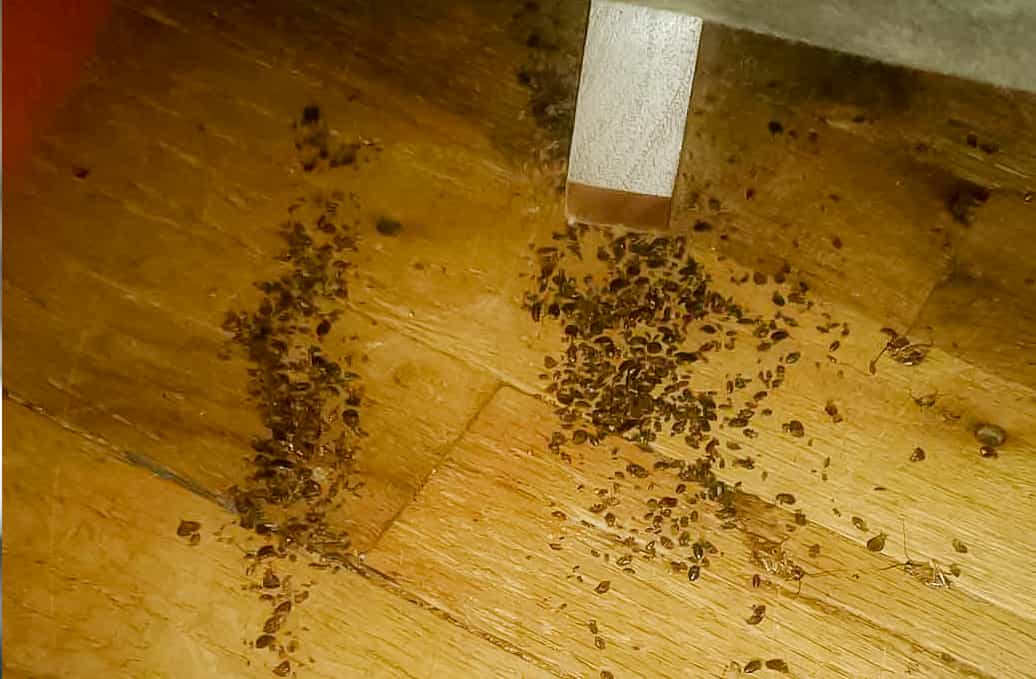 bed bugs in michigan